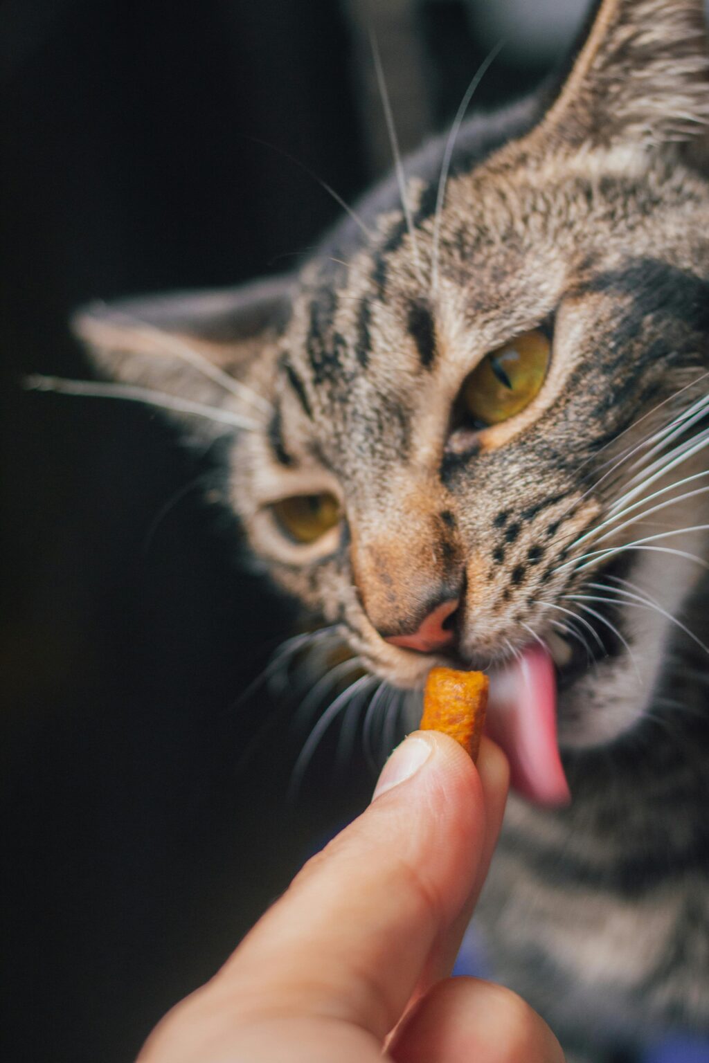 cat-treats 4