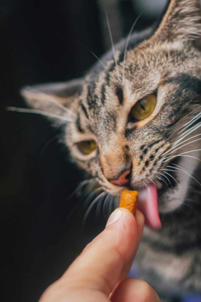 cat-treats 4